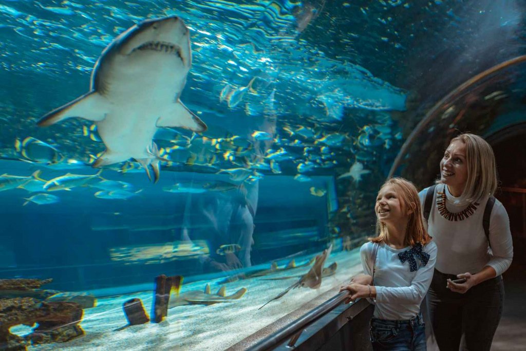 mother-daughter-standing-outstretched-against-aquarium-glass-looking-fishes-fascinated-by-shark (1).jpg mother-daughter-standing-outstretched-against-aquarium-glass-looking-fishes-fascinated-by-shark (1).jpg